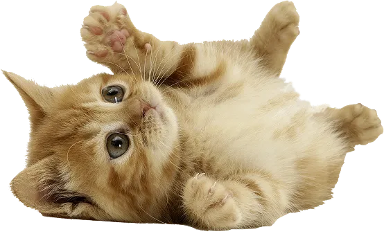 Donate to Valley Humane Society